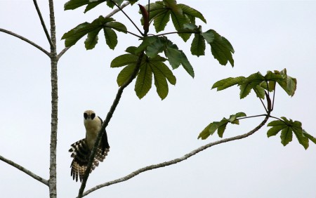 Laughing Falcon Herpetotheres cachinnans Sani Lodge, Ecuador